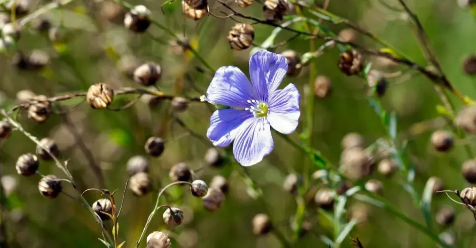 Len vytrvalý (Linum perenne)