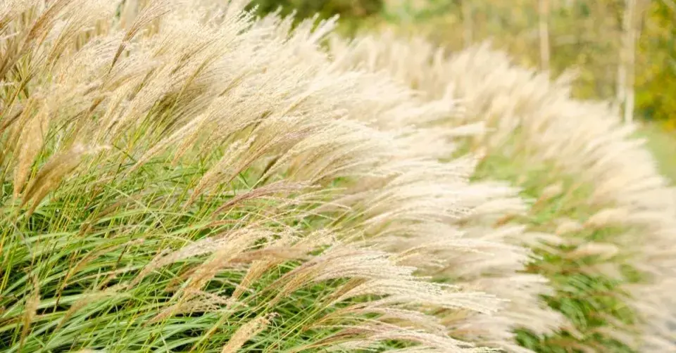Ozdobnice čínská (Miscanthus sinensis)