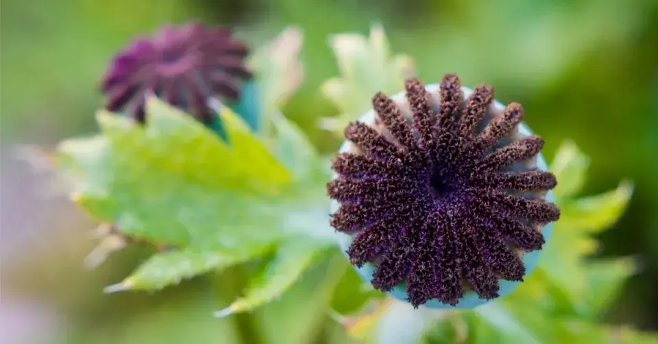 Mák východní (Papaver orientale)