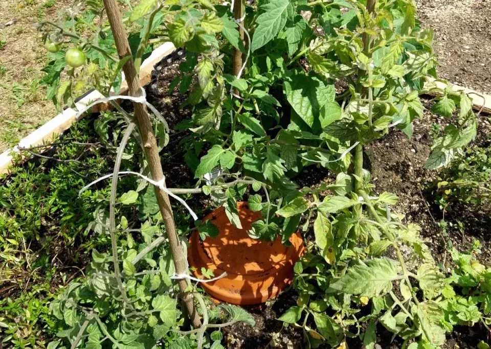 Rajče zavlažované pomocí olla nádoby