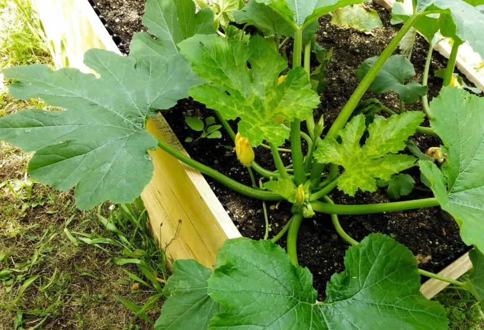 Cuketa ve zvýšeném záhonu