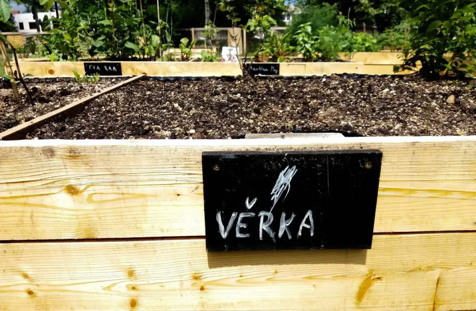 Vyvýšený záhon v komunitní zahradě