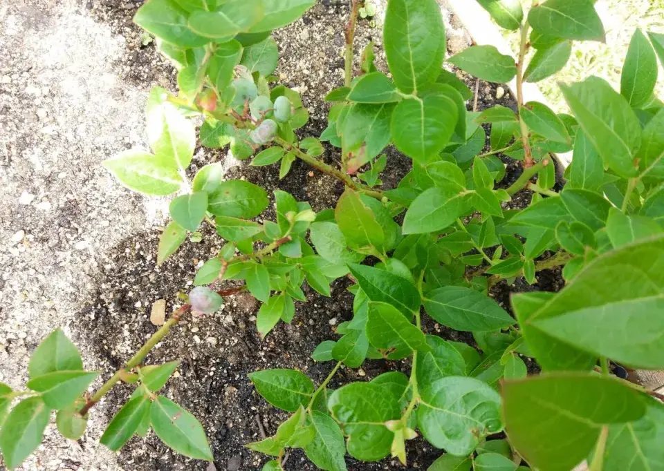 Kanadská borůvka ve zvýšeném záhonu