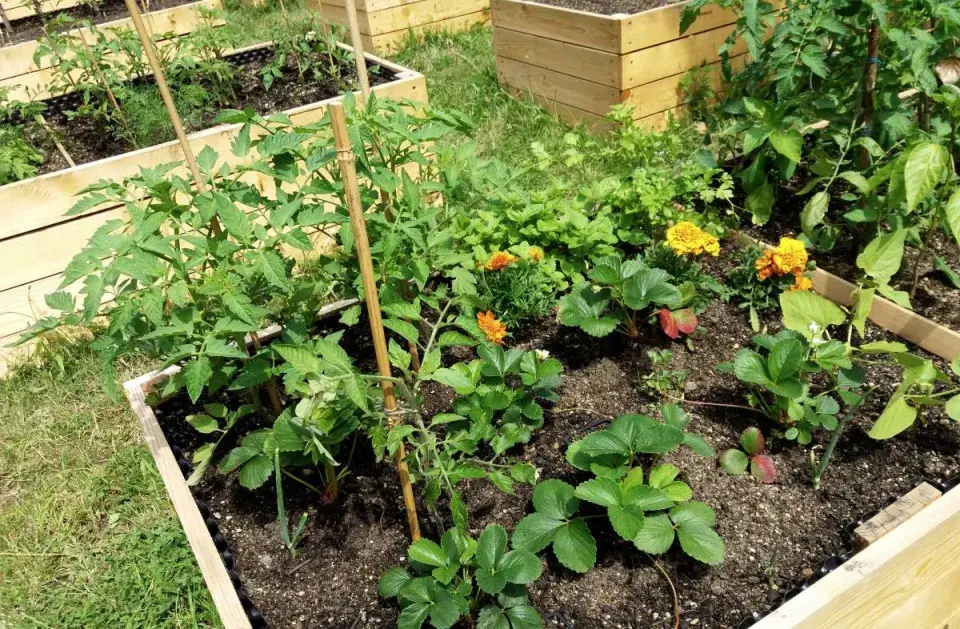 Smíšená výsadba ve zvýšeném záhonu