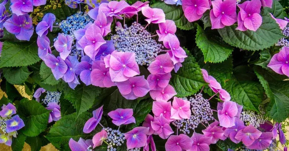 Hortenzie velkolistá (Hydrangea macrophylla) 'Blaumeise'