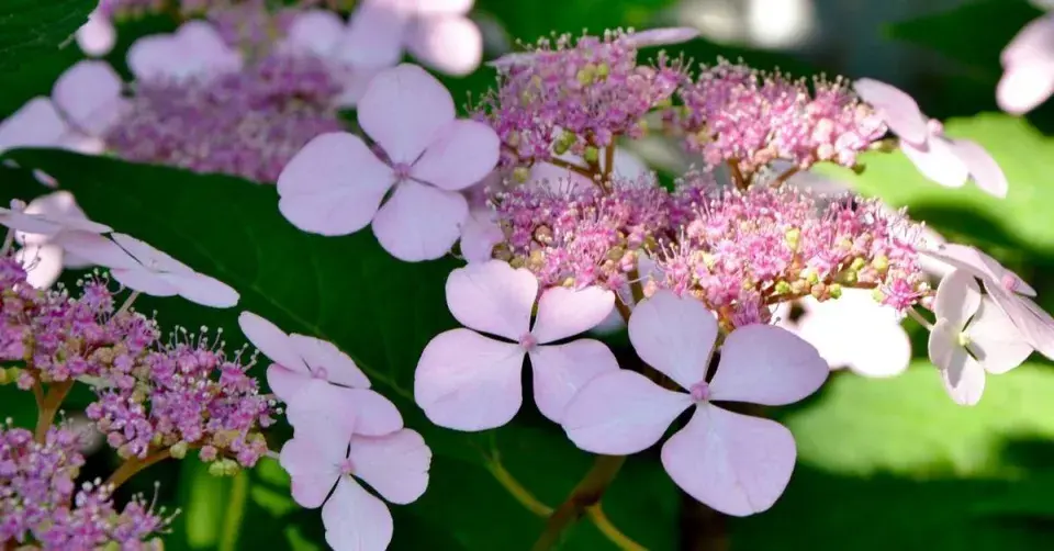Hortenzie pilovitá (Hydrangea serrata)