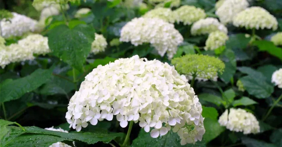 Hortenzie stromečkovitá (Hydrangea arborescens) 'Annabelle'