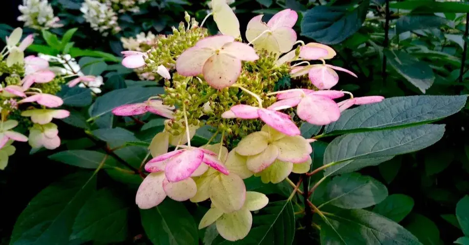 Hortenzie kosmatá (Hydrangea heteromalla)
