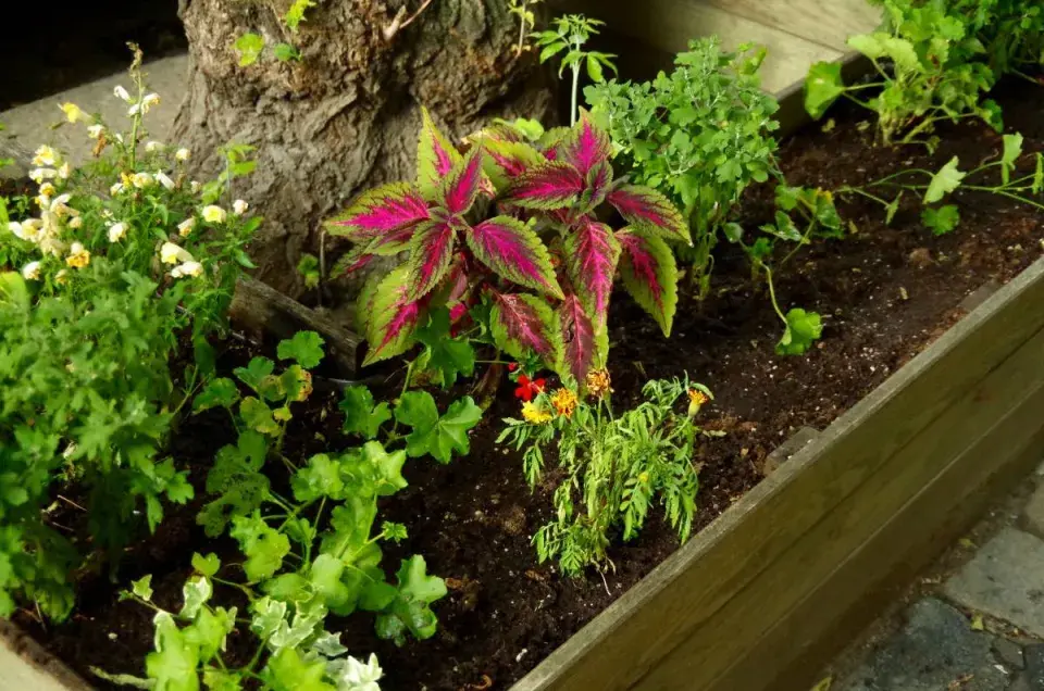 Rostliny ve vyvýšeném záhonu