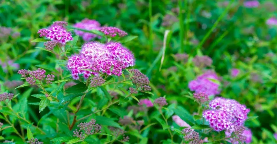 Tavolník japonský ’Little Princess’