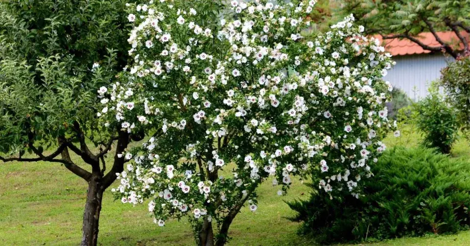 Ibišek syrský (Hibiscus syriacus)