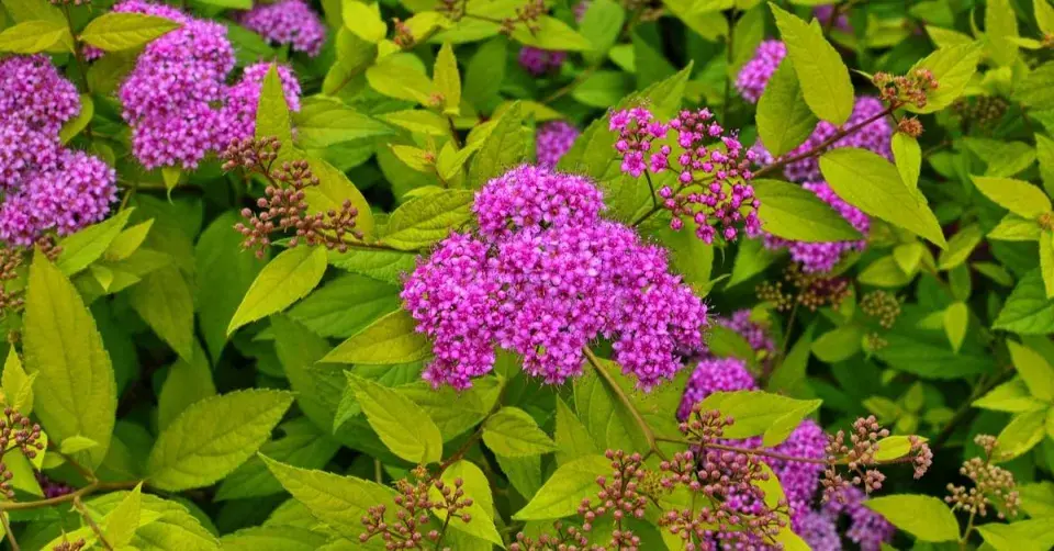 Tavolník japonský (Spiraea japonica)