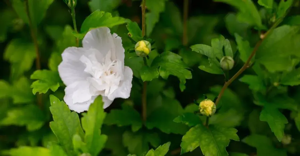 Květy ibišku syrského (Hibiscus syriacus)