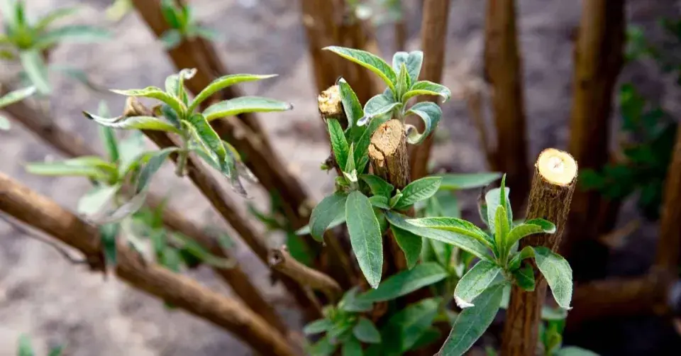 Řez komule (Buddleja davidii)