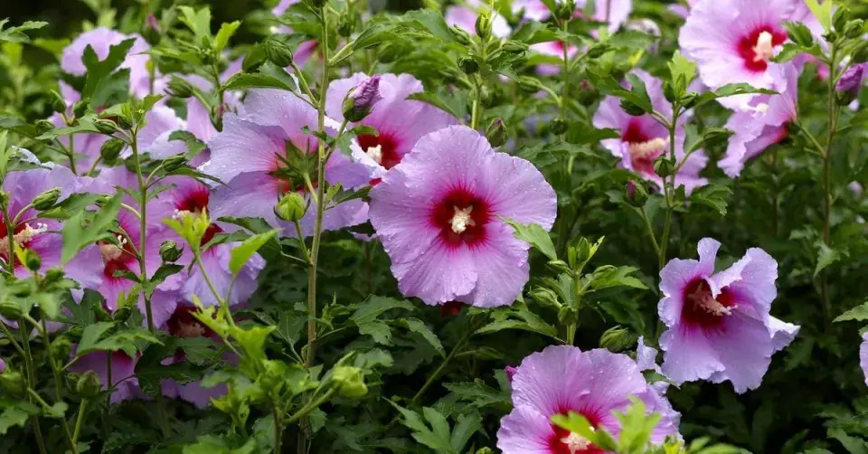 Ibišek syrský (Hibiscus syriacus)