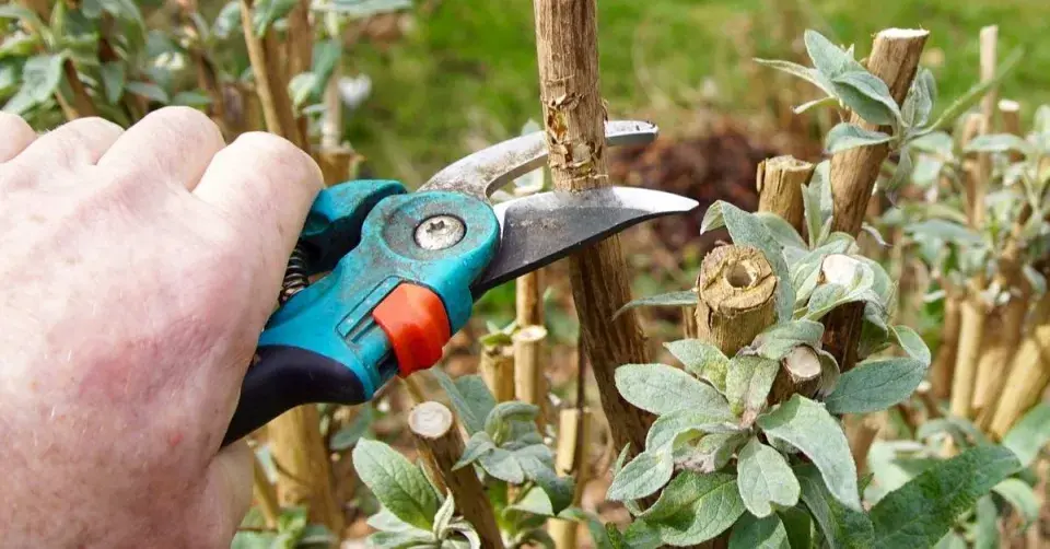 Řez komule (Buddleja davidii)