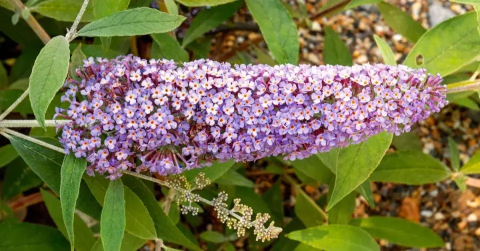 Květenství komule (Buddleja davidii)