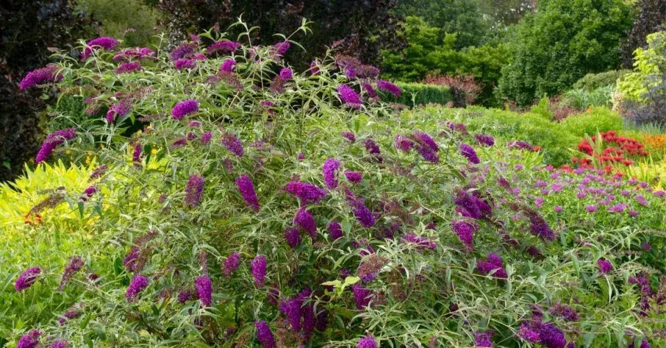Keř komule (Buddleja davidii)