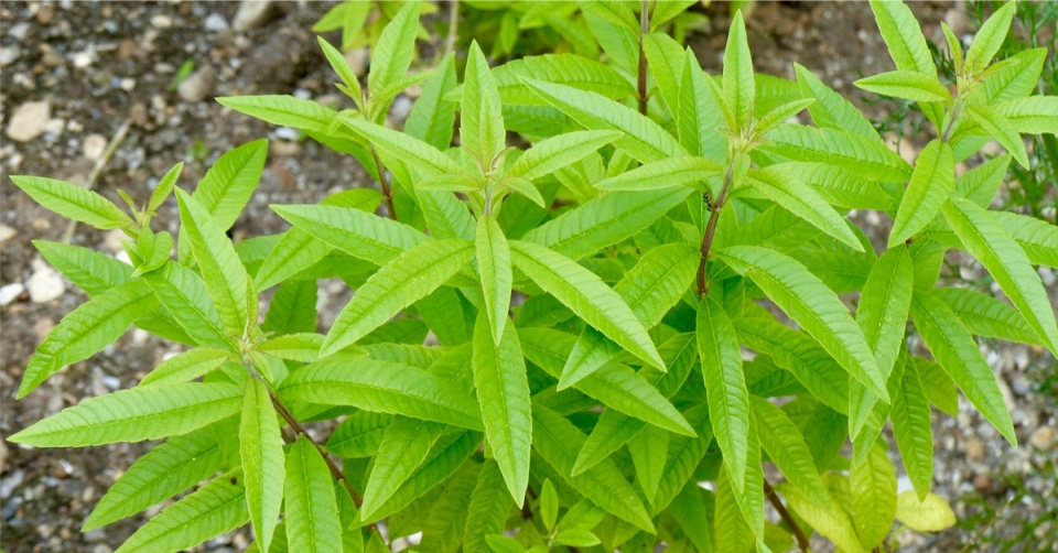 Aloisie trojlistá (Aloysia triphylla)