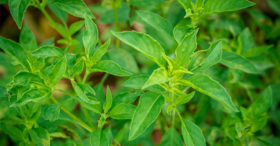Citronová bazalka (Ocimum basilicum 'Lime')