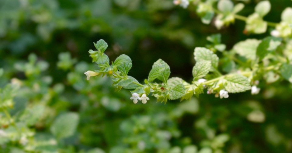 Citronová meduňka (Melissa officinalis, kultivary 'Citronela', 'Citra' nebo 'Lime')