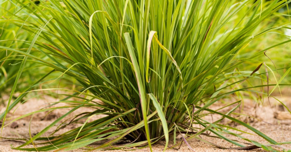 Citronová tráva neboli voňatka citronová (Cymbopogon citratus)