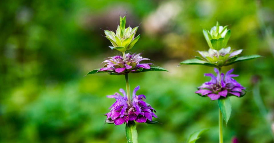 Zavinutka citronová (Monarda citriodora)