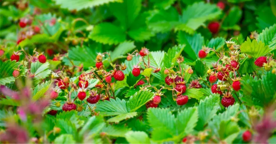 Jahodník obecný (Fragaria vesca)