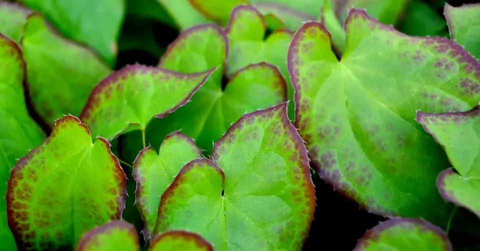 Škornice alpská (Epimedium alpinum)