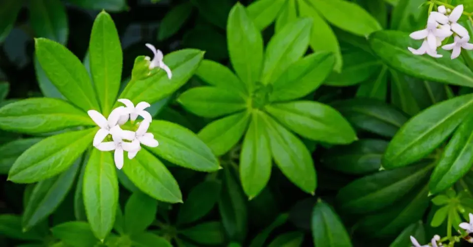 Mařinka vonná neboli svízel vonný (Galium odoratum)