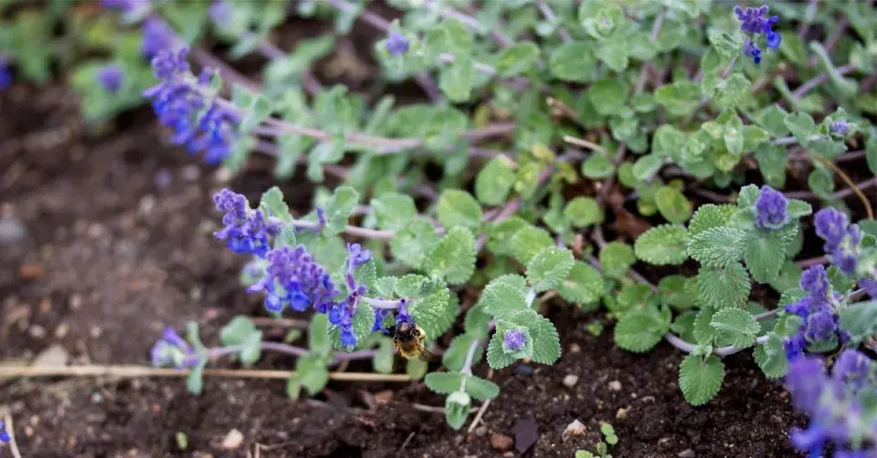 Šanta hroznovitá (Nepeta racemosa)