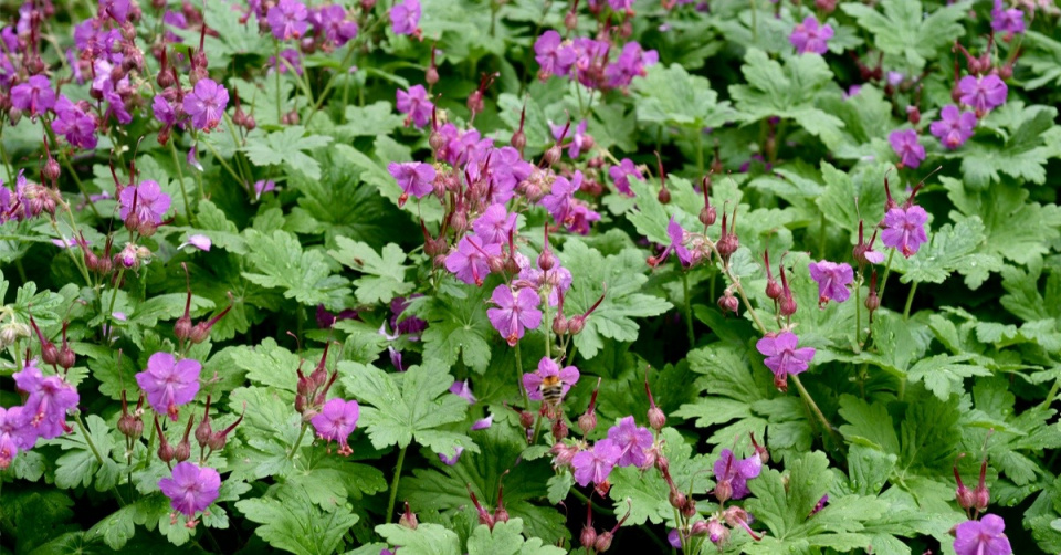 Kakost oddenkatý (Geranium macrorrhizum)