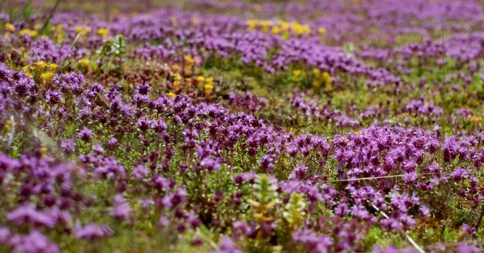 Mateřídouška úzkolistá (Thymus serpyllum)