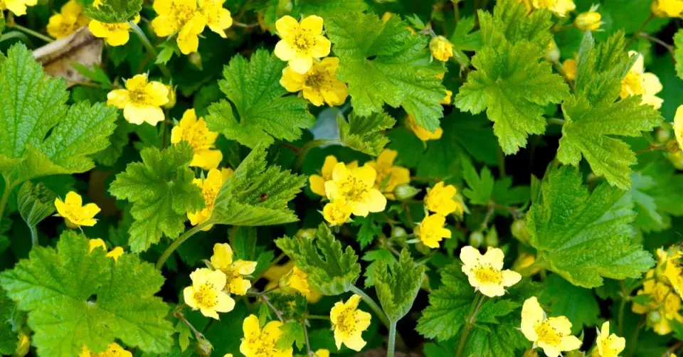 Mochnička trojčetná (Waldsteinia ternata)