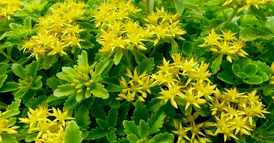 Rozchodník kamčatský (Sedum kamtschaticum)