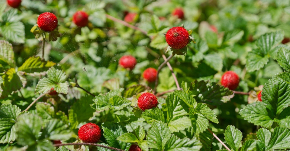 Jahodka nebo také pajahodka indická (Duchesnea indica)