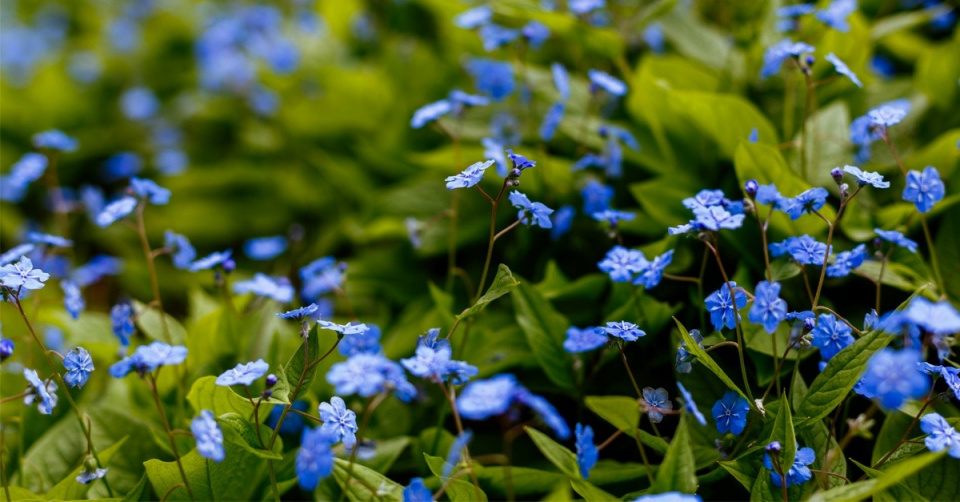 Pupkovec jarní (Omphalodes verna)