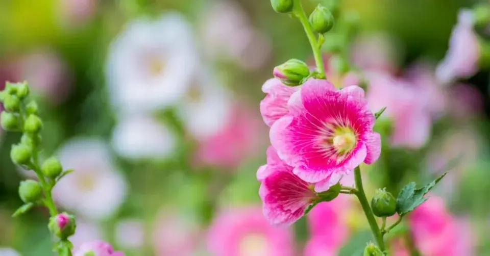 Topolovka růžová (Alcea rosea)