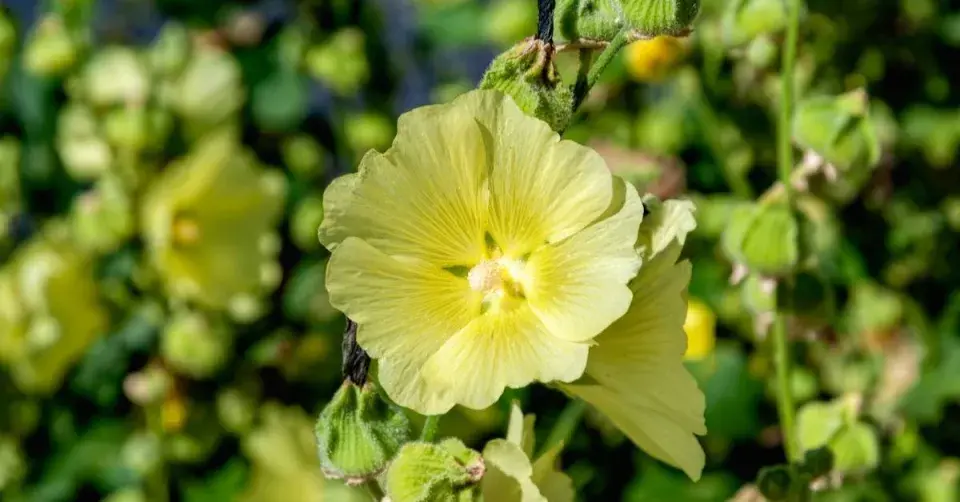Topolovka vráskatá (Alcea rugosa)