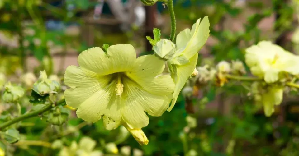 Topolovka vráskatá (Alcea rugosa)