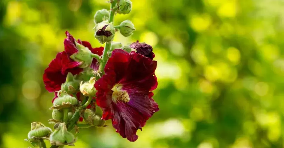 Hnědočervené květy topolovky růžové (Alcea rosea)