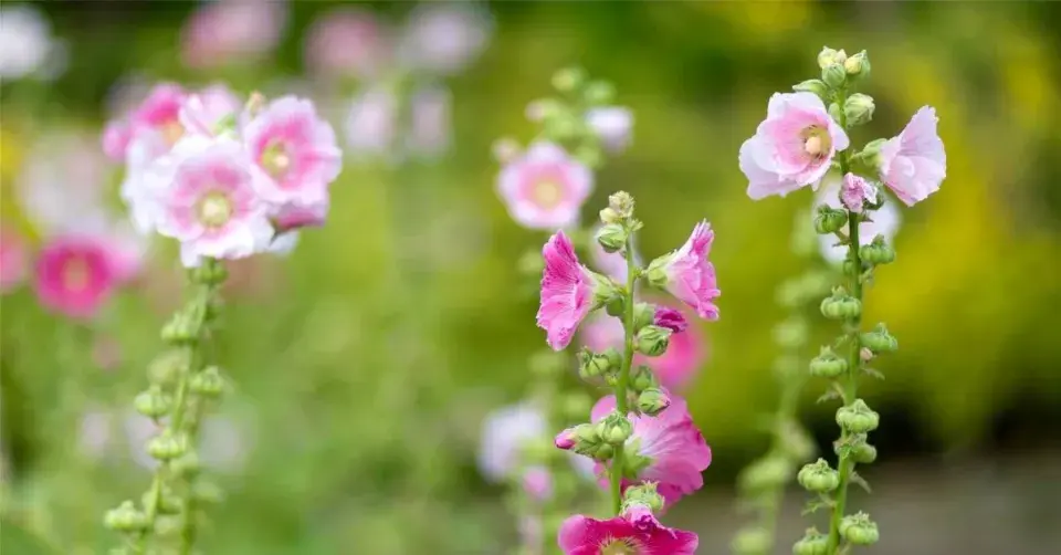 Topolovka růžová (Alcea rosea)