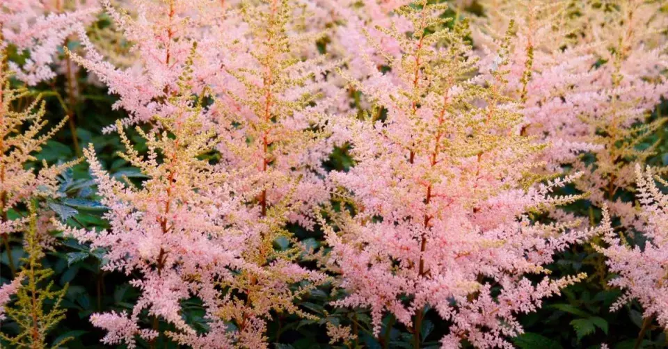 Čechrava (Astilbe simplicifolia)