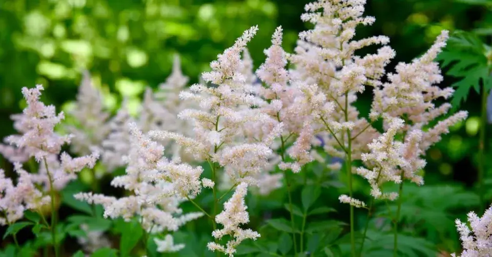 Čechrava čínská (Astilbe chinensis var. pumila)