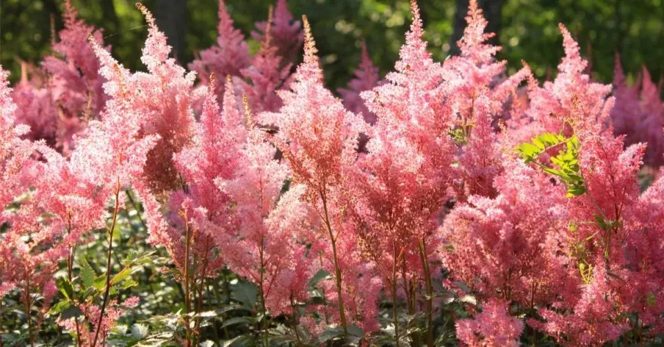 Čechrava japonská (Astilbe japonica)