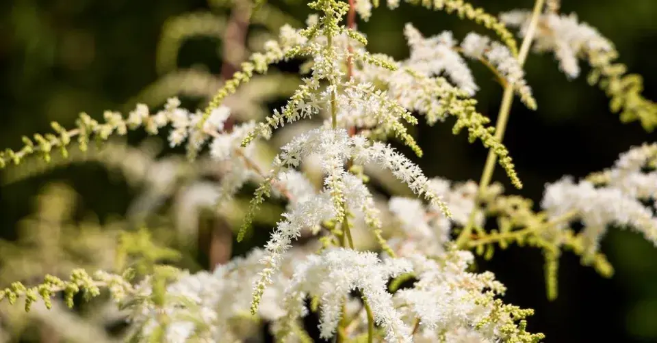 Čechrava Thunbergova (Astilbe thunbergii)