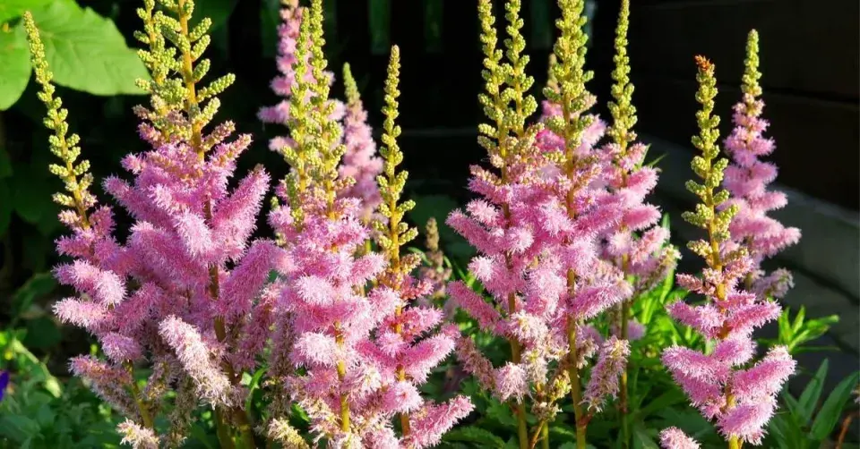 Čechrava zahradní (Astilbe x arendsii)