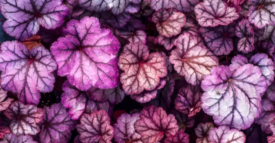 Dlužicha (Heuchera) 'Obsidian'