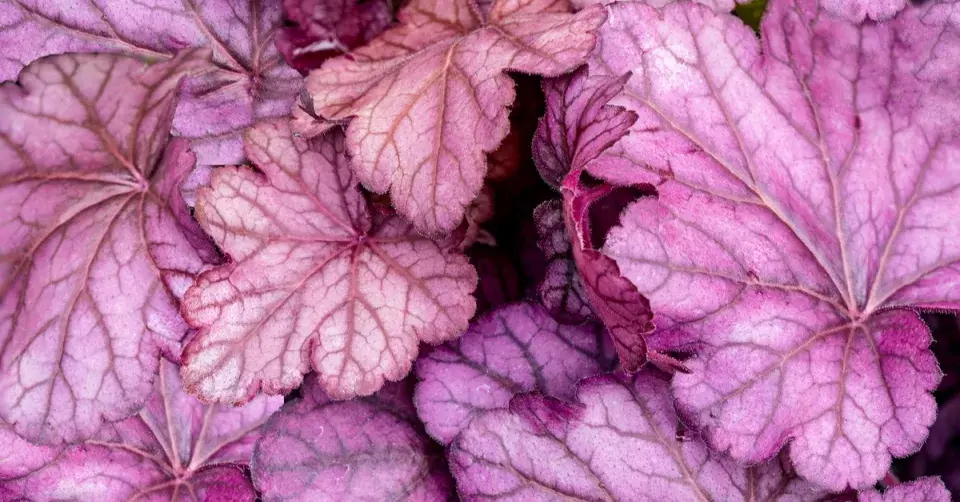 Dlužicha (Heuchera) 'Wild Rose'
