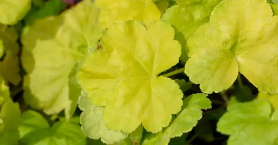 Dlužicha (Heuchera) 'World Caffe Romano'